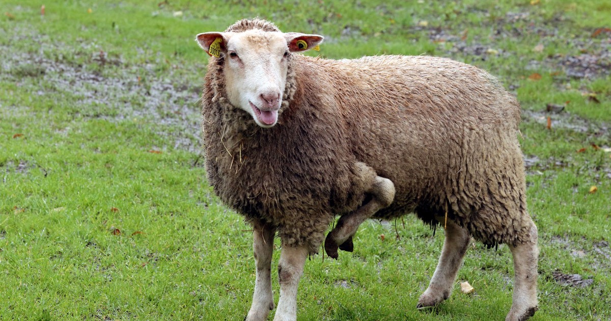 Natureza Ovelha nasce com cinco patas em fazenda da França