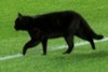 Humm, suspeito... gato preto andou no Camp Nou antes da lesão de Messi (Reprodução)