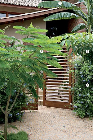 Gostosa, a mistura de espécies como a bananeira (1), o flamboyant (2), o ipê-rosa (3) e a bela-emília em flor (4) confere um clima alegre e tropical ao espaço (Foto: Casa e Jardim) Gostosa, a mistura de espécies como a bananeira (1), o flamboyant (2), o ipê-rosa (3) e a bela-emília em flor (4) confere um clima alegre e tropical ao espaço (Foto: Casa e Jardim)