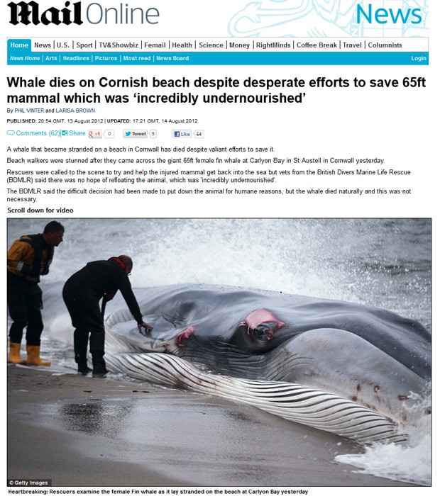 Baleia-fin encalhada em praia na Inglaterra morreu após ferimentos (Foto: Reprodução/"Daily Mail")