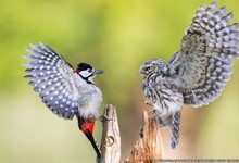 Veja concorrentes a fotos do ano da 'National Geographic' (Ian Schofield/National Geographic Photo Contest)