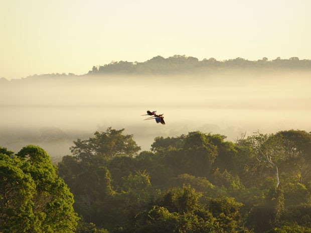 Aves sobrevoam a Floresta Amaznica (Foto: Luiz Claudio Marigo/Conservao Internacional/Divulgao)