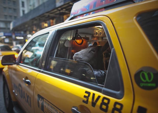 ra 'Cacau' passeia de táxi por Nova York (Foto: Allison Joyce/Reuters)