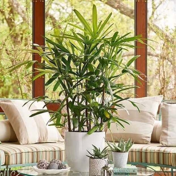 Tudo sobre a palmeira-ráfis, planta resistente e fácil de cuidar (Foto: Reprodução/ Instagram/ @bernardfloraehorto)