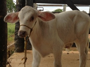 G1 Preço médio da arroba do boi à vista está R 131 50 em Rondônia