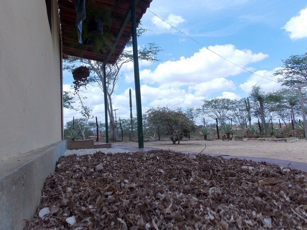 Raspas da mandioca espalhadas na varanda só foram usadas na alimentação dos animais (Foto: Henrique Mendes / G1)