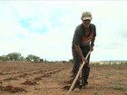 Chuva no sertão de Pernambuco anima agricultores a semear lavouras