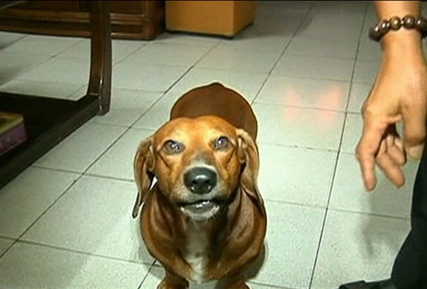 Cachorro 'calculadora' tem causado sensação no sul da China (Foto: BBC)