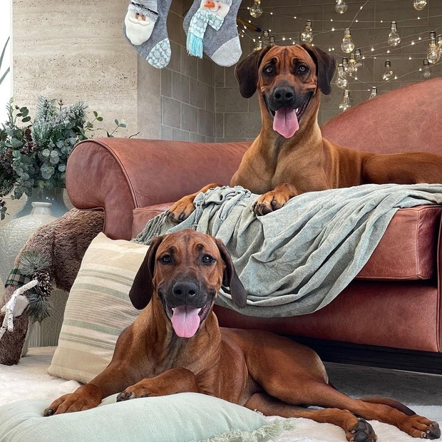 Cachorros de Ana Hickmann (Foto: Reprodução/Instagram ) Cachorros de Ana Hickmann (Foto: Reprodução/Instagram )