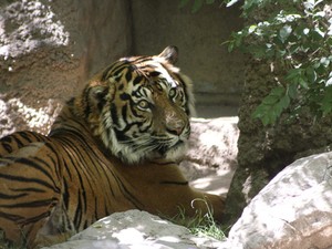 Tigre-de-sumatra Castro tem 15 anos e passou a sofrer de problemas por pedras nos rins. (Fot AP Photo/The Sacramento Bee, Renee C. Byer)