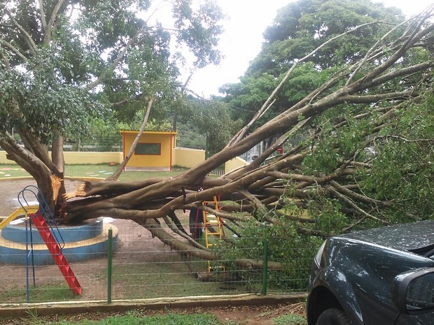 Ventos fortes provocam queda de árvore em São José (Foto: Carlos Roberto Lima/ Vanguarda Repórter)