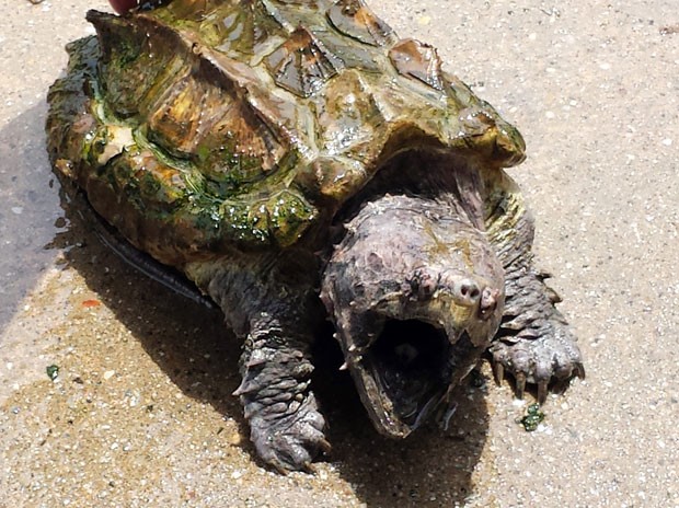 Rara tartaruga-aligátor foi devolvida em campanha nos EUA (Foto: Suffolk County SPCA/AP)