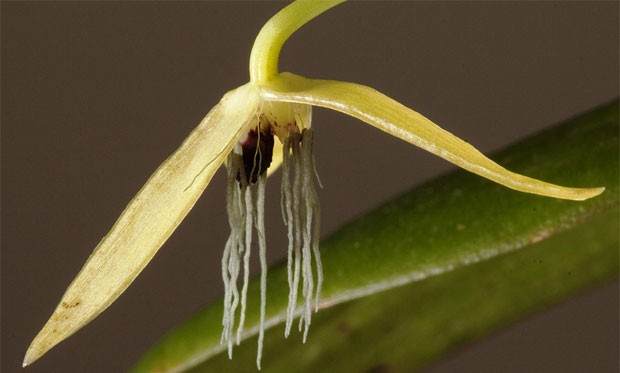 Orquídea-noturna (Foto: Andre Schuiteman)