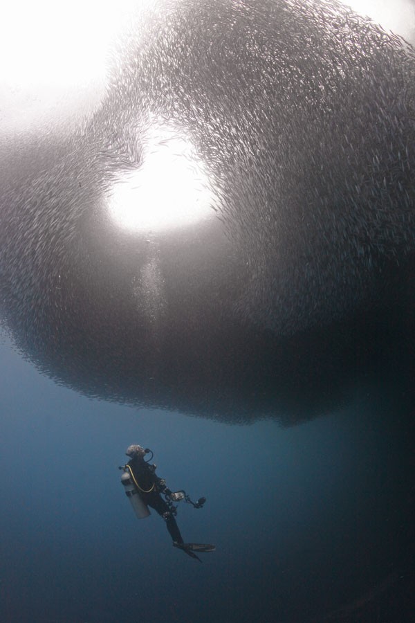 Momento em que cardume de sardinhas forma coração no fundo do mar foi clicado na costa das Filipinas (Fot Jun V. Lao/ Caters News)