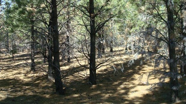  Na Patagônia argentina foram reflorestados cerca de 70 mil hectares (Foto: Amy Austin)