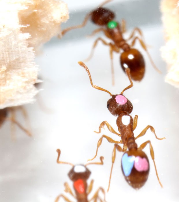 Formiga usa feromônios para se comunicar e "chama" colegas para nova colônia, segundo cientistas (Foto: Divulgação/Universidade Estadual do Arizona)