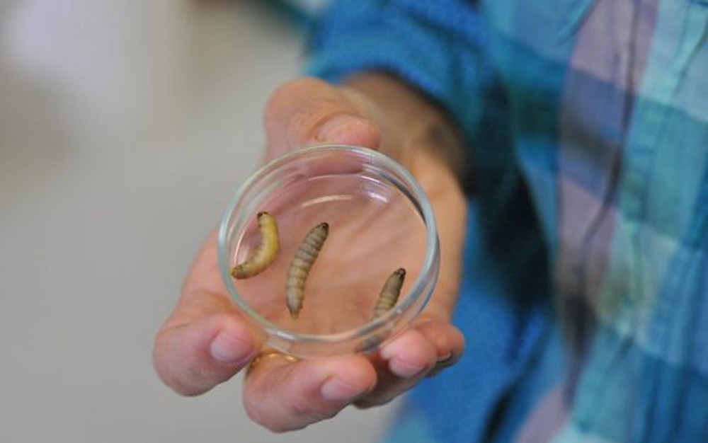 Larvas de lagartas em placa de Petri usadas no experimento (Foto: CSIC/Divulgação)