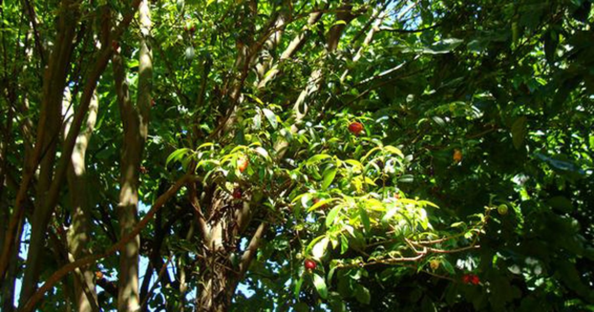 G1 Cereja do rio grande notícias em Flora