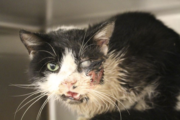 O gato Bart se recupera após passar por cirurgia no rosto e perder um olho. Ele reapareceu cinco dias após ser dado como morto e enterrado nos EUA (Foto: Humane Society of Tampa Bay//Reuters)