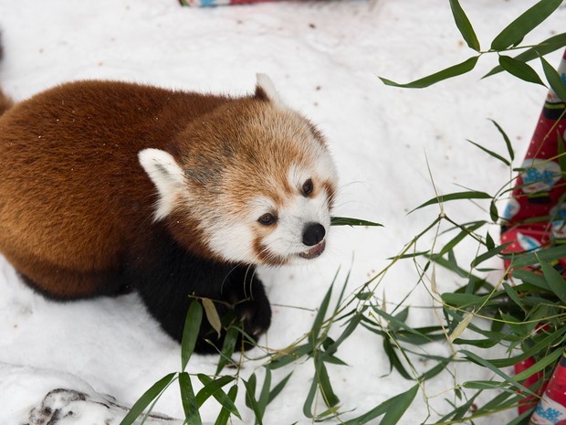 Tenzig, um dos pandas-vermelhos do Lincoln Children&#39;s Zoo, come bambu que foi entregue como presente de Natal por seus tratadores, na quinta (24) (Foto: Gwyneth Roberts/The Journal-Star via AP)