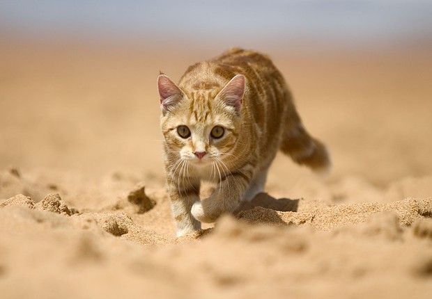 "O contato com a areia da praia pode causar uma série de problemas, pois eles também ficam expostos às fezes de outros animais", alerta a médica (Foto: Divulgação )