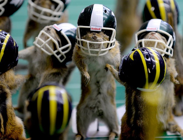 Ele exibiu animais em loja de taxidermia em Lansing, no estado de Michigan (Foto: Dave Wasinger/Lansing State Journal/AP) Ele exibiu animais em loja de taxidermia em Lansing, no estado de Michigan (Foto: Dave Wasinger/Lansing State Journal/AP)