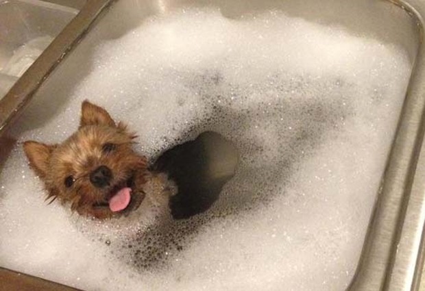 Um terrier simpático se diverta na pia enquanto toma banho (Foto: Reprodução)