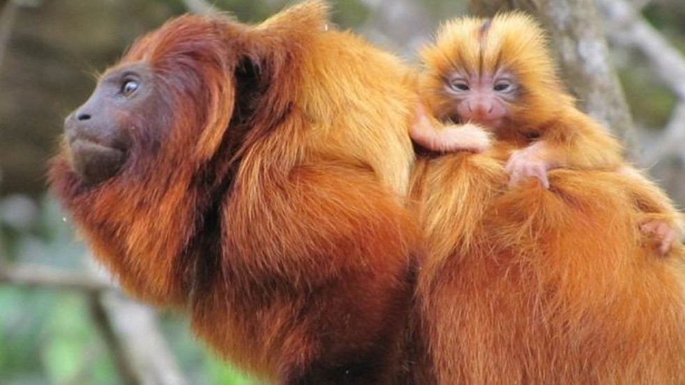 A febre amarela chegou à única região do país onde o mico-leão-dourado ainda vive na natureza (Foto: Andréia Martins/Associação Mico-leão-dourado)