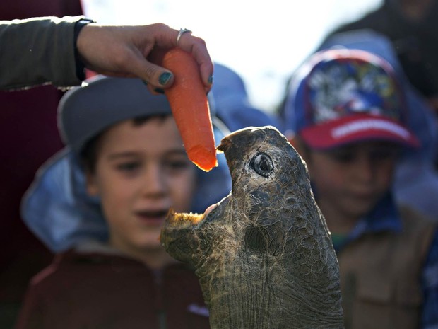 A tartaruga-de-galápagos Hugo, de 63 anos de idade, é atraída para fora de seu abrigo com uma cenoura para sua pesagem anual no Parque de Répteis da Austrália em Somersby, perto de Sydney. Hugo está com 166 kg. A espécie pode viver até mais de 180 anos (Foto: Jason Reed/Reuters)