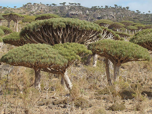 Socotra, arquipélago de ilhas no Oceano Índico, pertencentes ao Iêmen (Foto: Nacho Benvenuty/Creative Commons)