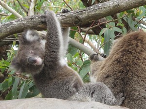 Bebê coala ao lado da mãe em uma das árvores do Parque Nacional Cape Otway (Foto: Flávia Mantovani/G1)