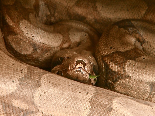 Cobra resgatada será devolvida ao seu habitat natural. (Foto: Reprodução/EPTV)