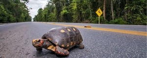 Mais de 1 milhão de animais morrem todos os dias em estradas do país (Leonardo Mercon/BBC)