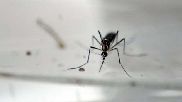 Mosquitos matam mais de 725 mil pessoas por ano  (Foto: AFP)