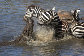 Ataque De Crocodilo Na Costa Rica Zebra Acerta Chute Na Cabeca De Crocodilo E Escapa De Ataque