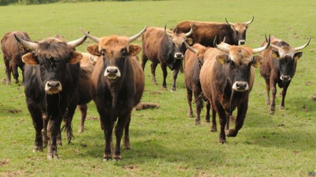 Criadas a pedido do regime nazista nos anos 30, as vacas foram uma tentativa de "ressuscitar" o Biso Europeu, extinto no sculo 18 (Foto: PA/BBC)