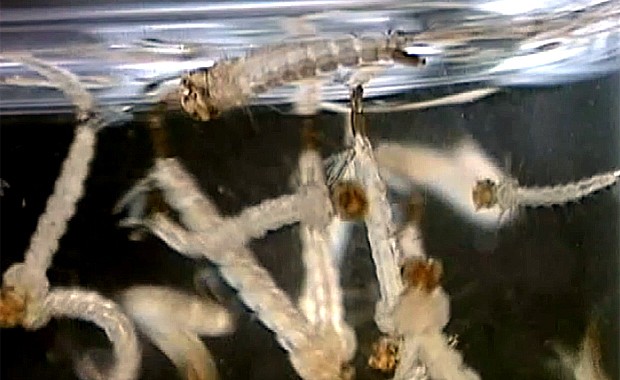 Sem cuidado da população, as larvas do mosquito da dengue se proliferam  (Foto: Reprodução / EPTV)