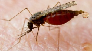 Parasita encontrado no mosquito transmissor da malária seria genteticamente distinto de outros tipos achados em diferentes partes do mundo (Foto: BBC)