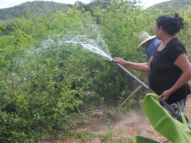 Água para mohar a plantação não tem faltado com biágua (Foto: Juliane Peixinho/ G1)