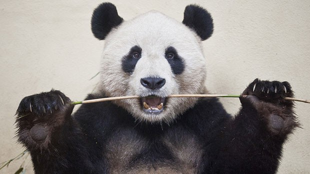 A foto de James Glossop para o jornal britânico 'The Times' mostra o panda macho Yang Guang no zoológico de Edimburgo, Escócia, em março de 2012 (Foto: Picture Editor's Guild Awards/James Glossop, para o The Times)