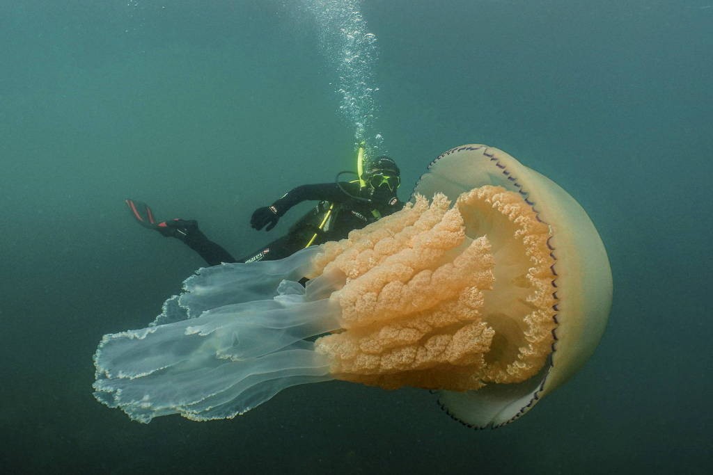 A bióloga Lizzie Daly nadou ao lado de uma água-viva gigante durante quase uma hora (Foto: Divulgação/Dan Abbott/ Wild Ocean Week)