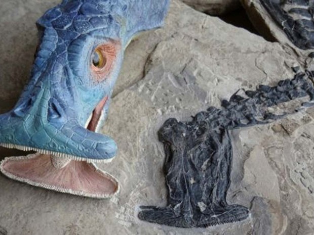 Modelo feito por cientistas mostra como seria a cabeça do animal (Foto: IVPP/ BBC) Modelo feito por cientistas mostra como seria a cabeça do animal (Foto: IVPP/ BBC)