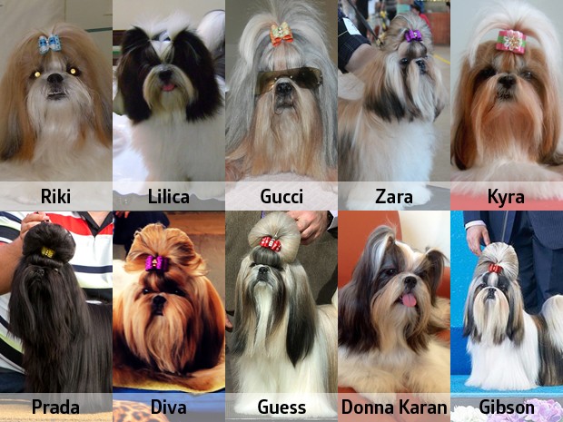 Criadora de cães deu nome de marcas aos bichinhos (Foto: Arquivo Pessoal/Celene Almeida)