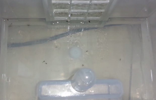 Engenheiro encontra larvas do mosquito transmissor da dengue dentro de climatizador em Goiânia, Goiás (Foto: Reprodução/ TV Anhanguera)