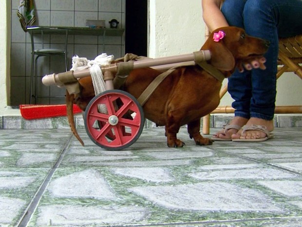 A cadela Princesa usando a cadeira de rodas (Foto: Reprodução EPTV / Edson de Oliveira)