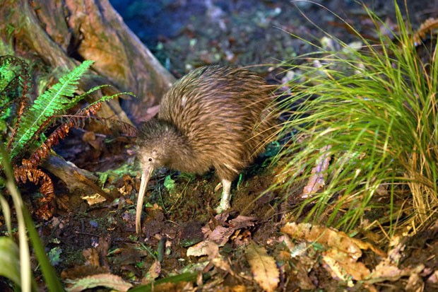 Natureza - Veja nascimento de pássaro kiwi em 'berçário' da espécie na