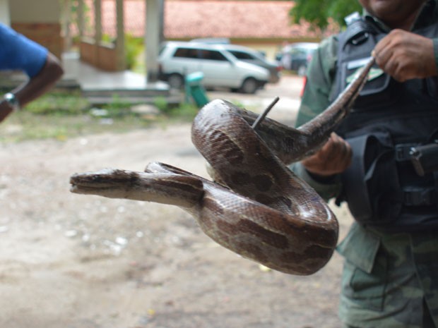 Polícia resgata cobra e coruja feridas em área urbana de João Pessoa (Fot Walter Paparazzo/G1)