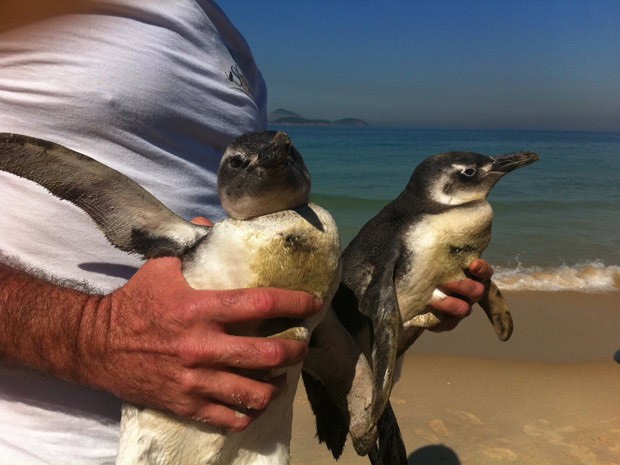 Pinguins na Barra da Tijuca (Foto: Túlio Mello/G1)