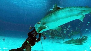 Tubarão ataca e mergulhador usa a câmera fotográfica para se defender (Reprodução)