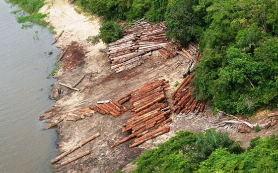 Toras de madeira ilegal apreendidas pelo Ibama na Amazônia (Foto: Tiago Jara/Ibama)